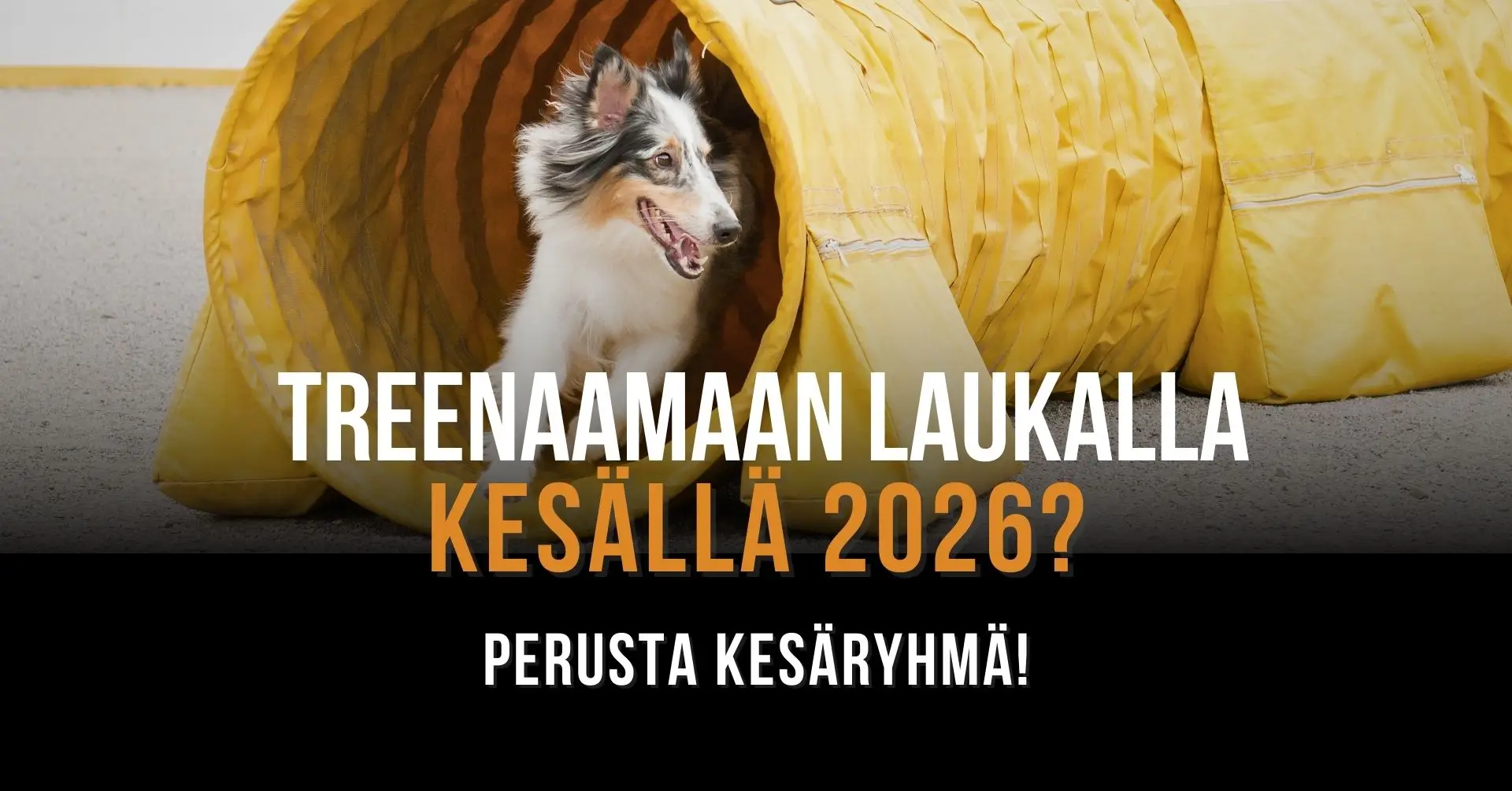 LAUKA kesäryhmämainos 2026.jpg