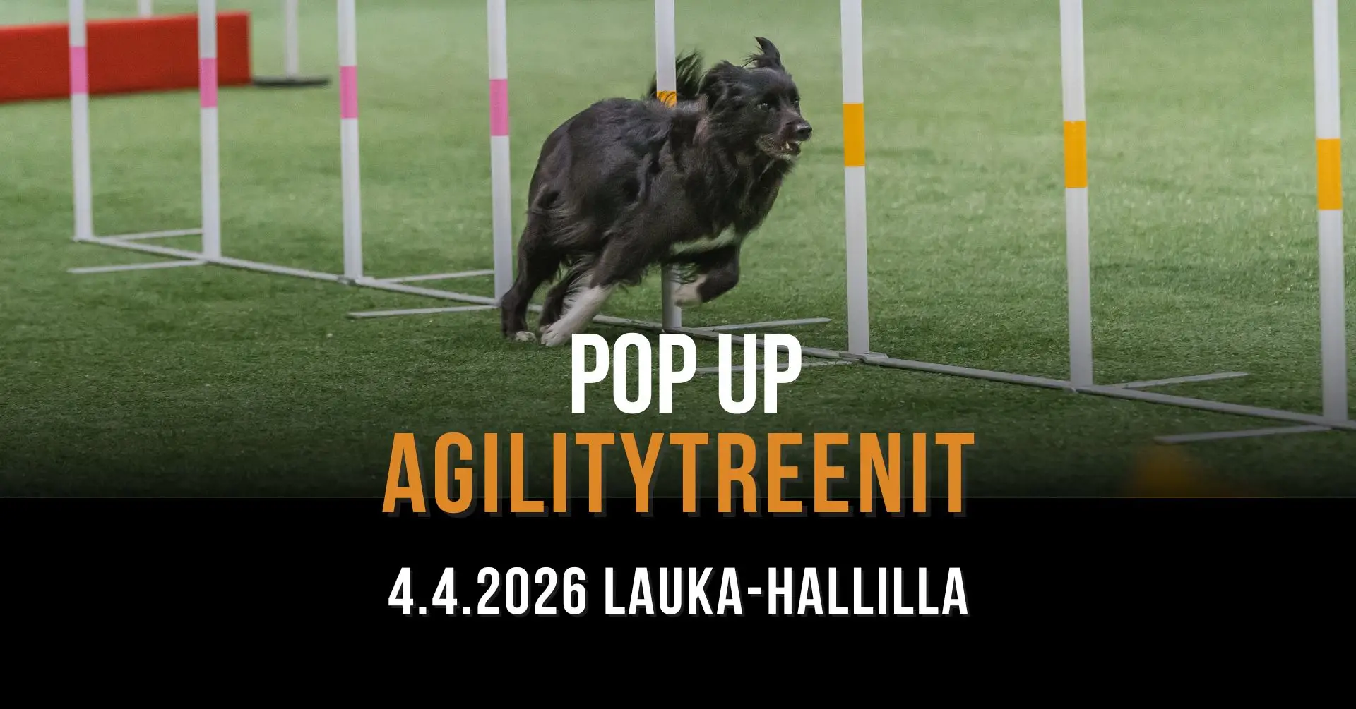 Agility-popup-treeni-huhtikuu-26.jpg